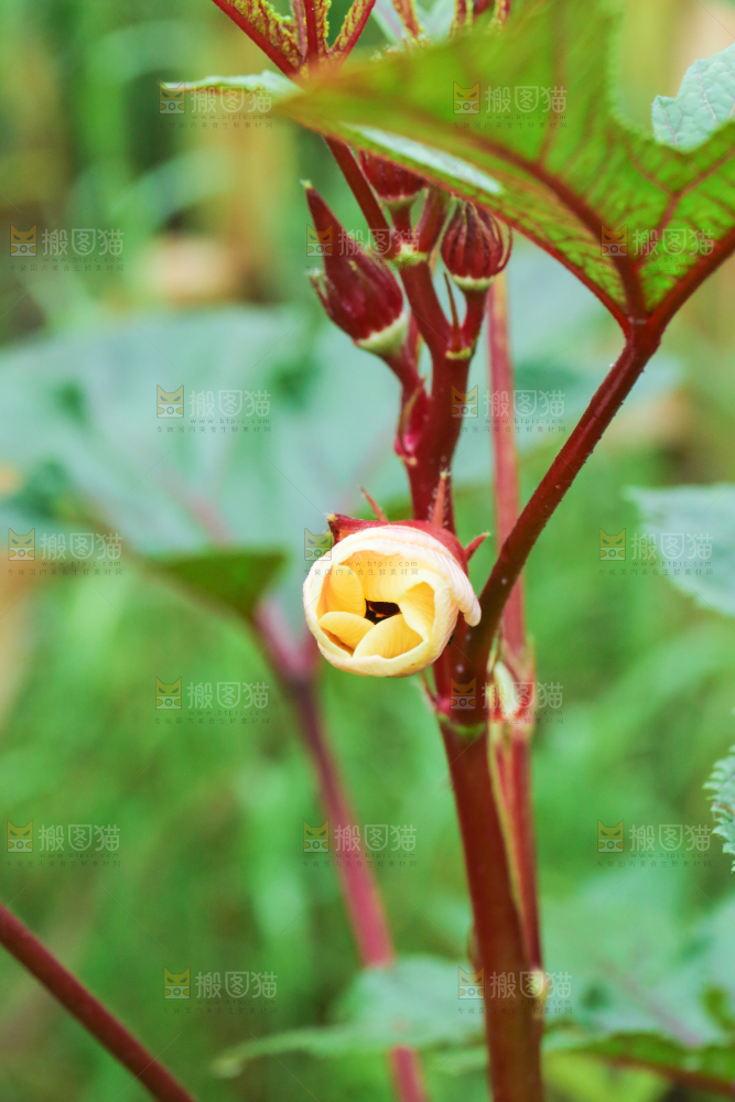 菜园里的红秋葵
