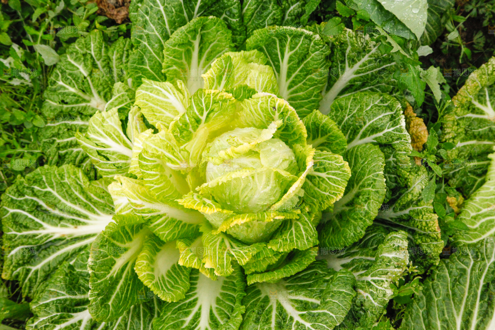 地里长着白菜
