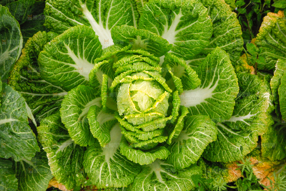 地里长着白菜