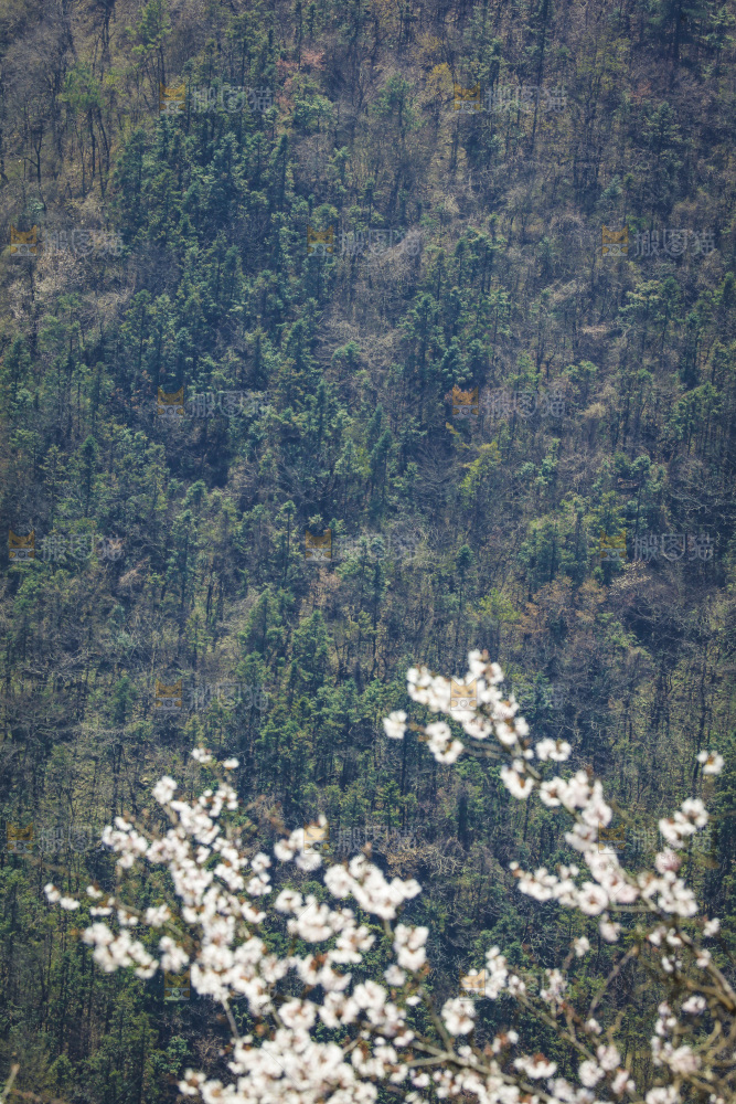 一片大山