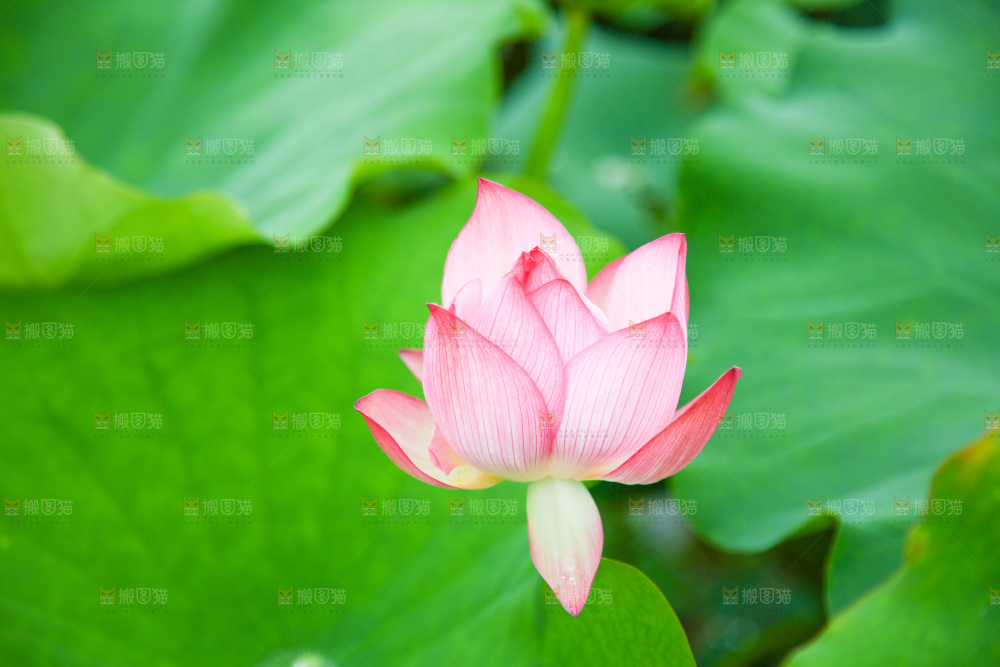 池塘里盛开的荷花