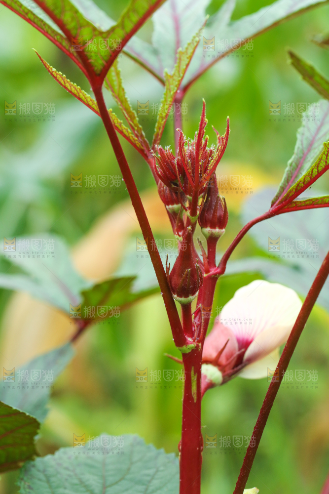 菜园里的红秋葵