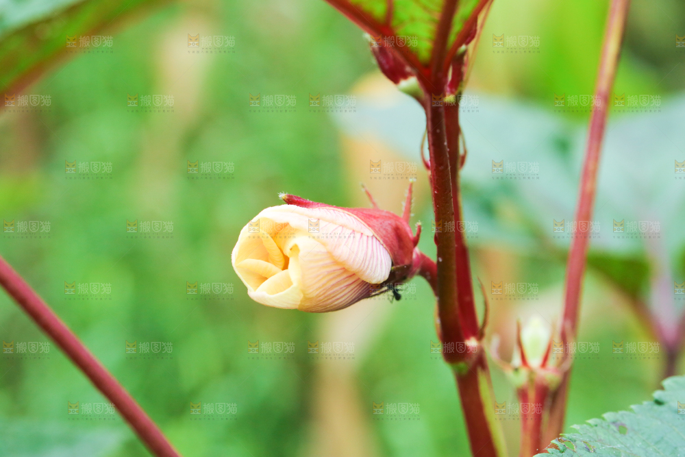 菜园里的红秋葵