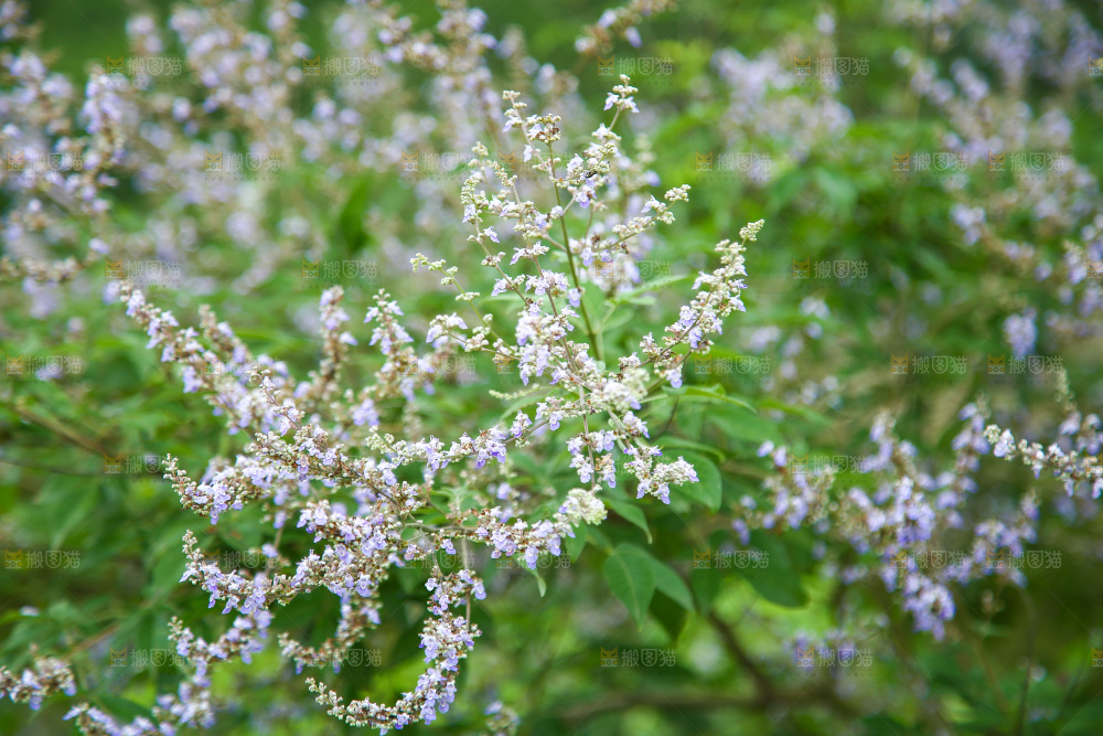 盛开的植物花