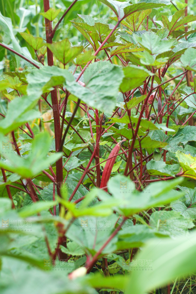 菜园里的红秋葵