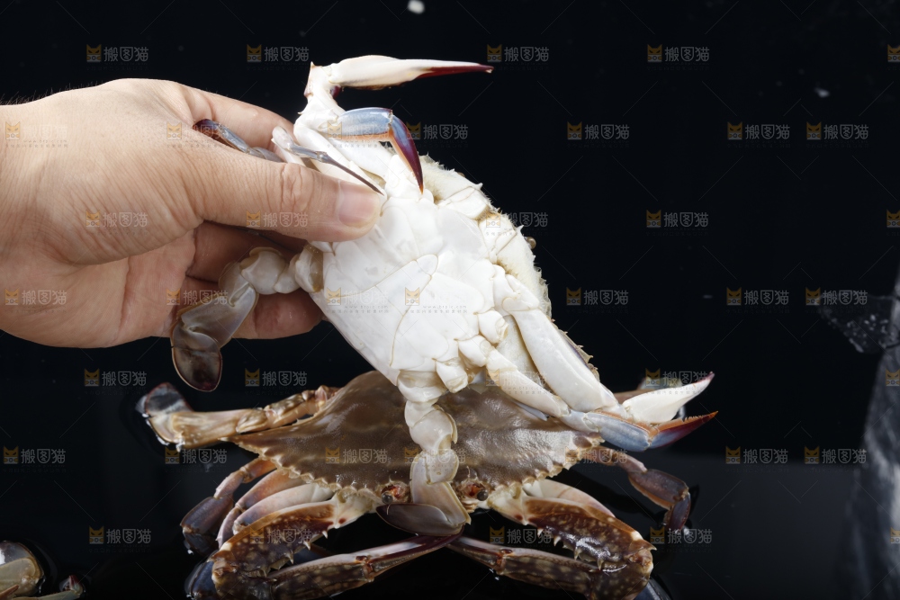 手里拿着海蟹