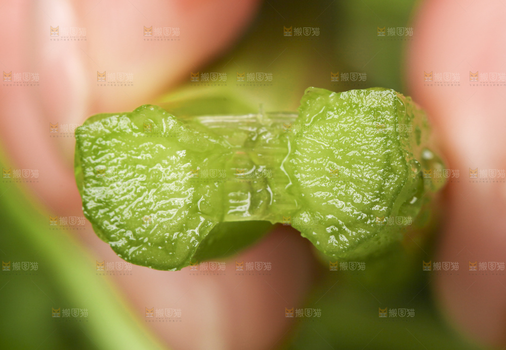 手里拿着水芹菜