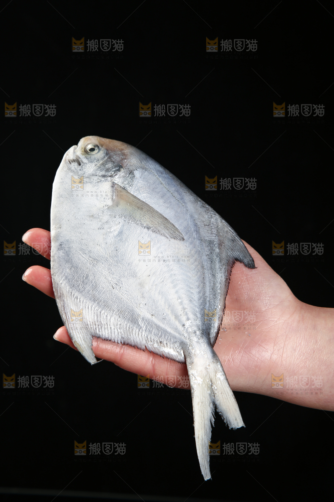 手里拿着银鲳鱼