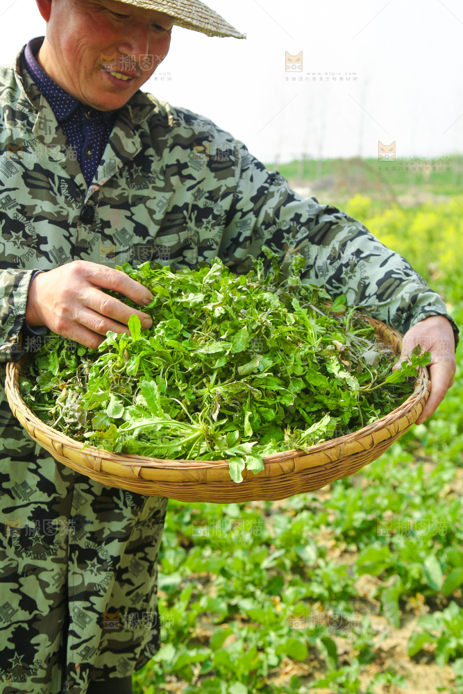 手里端着一篮野生荠菜