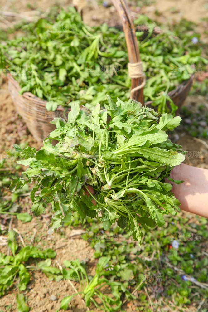 手里拿着荠菜