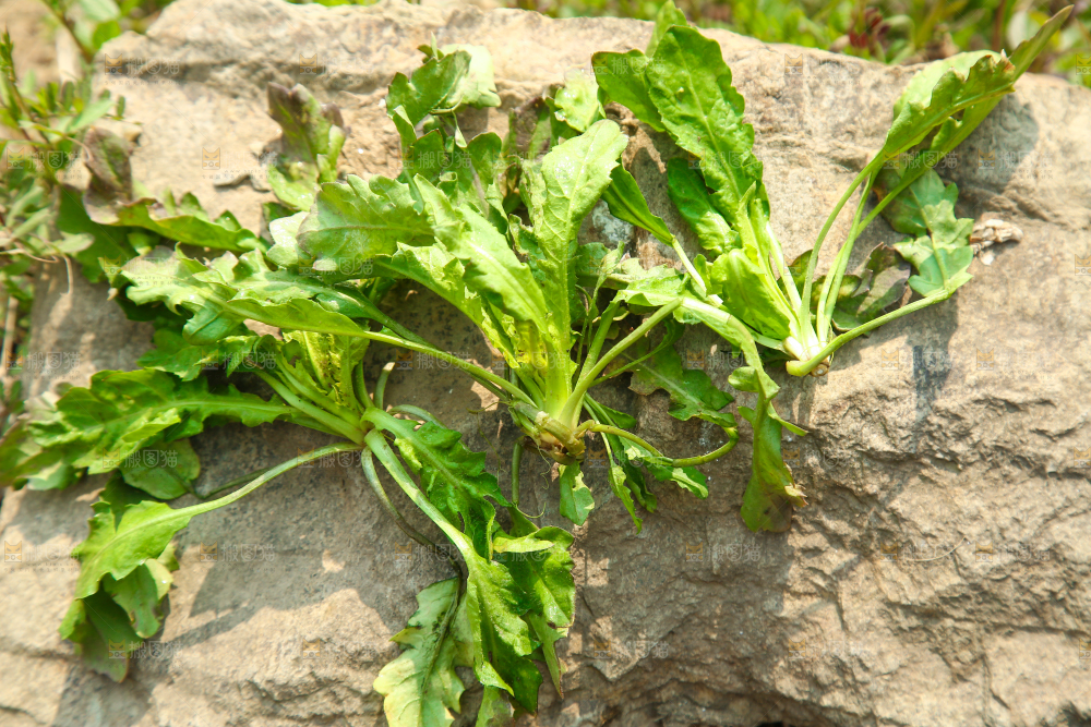 石头上的野荠菜