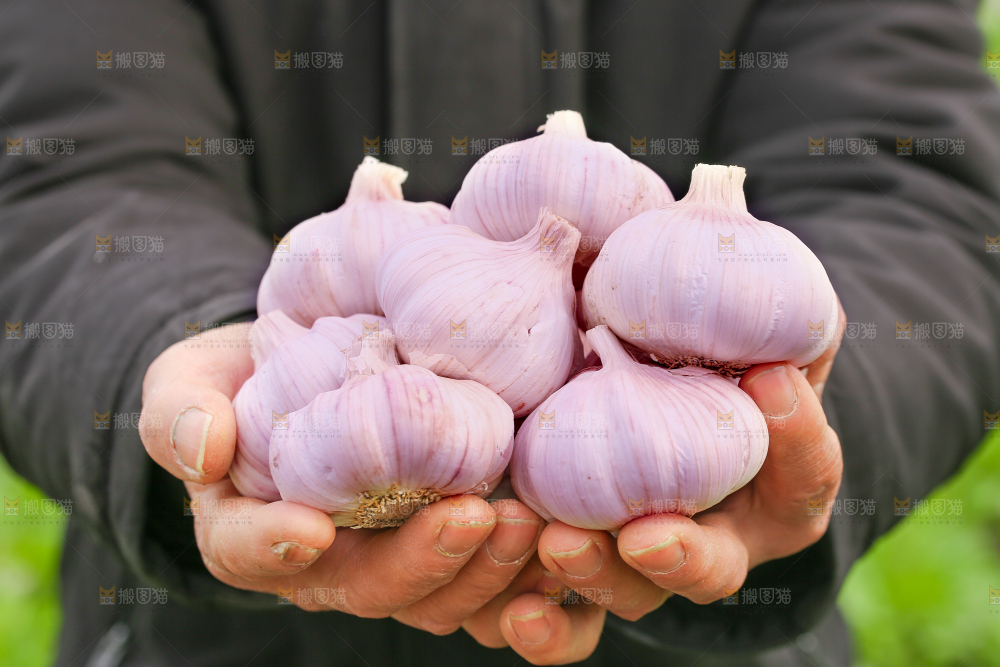 手里捧着大蒜头