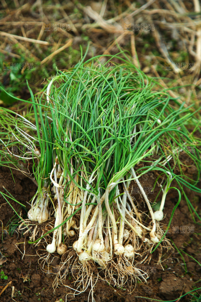 田地里的山蒜