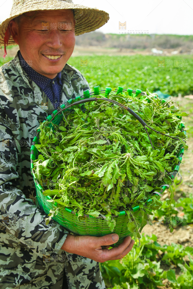 农民手里端着一篮新鲜荠菜