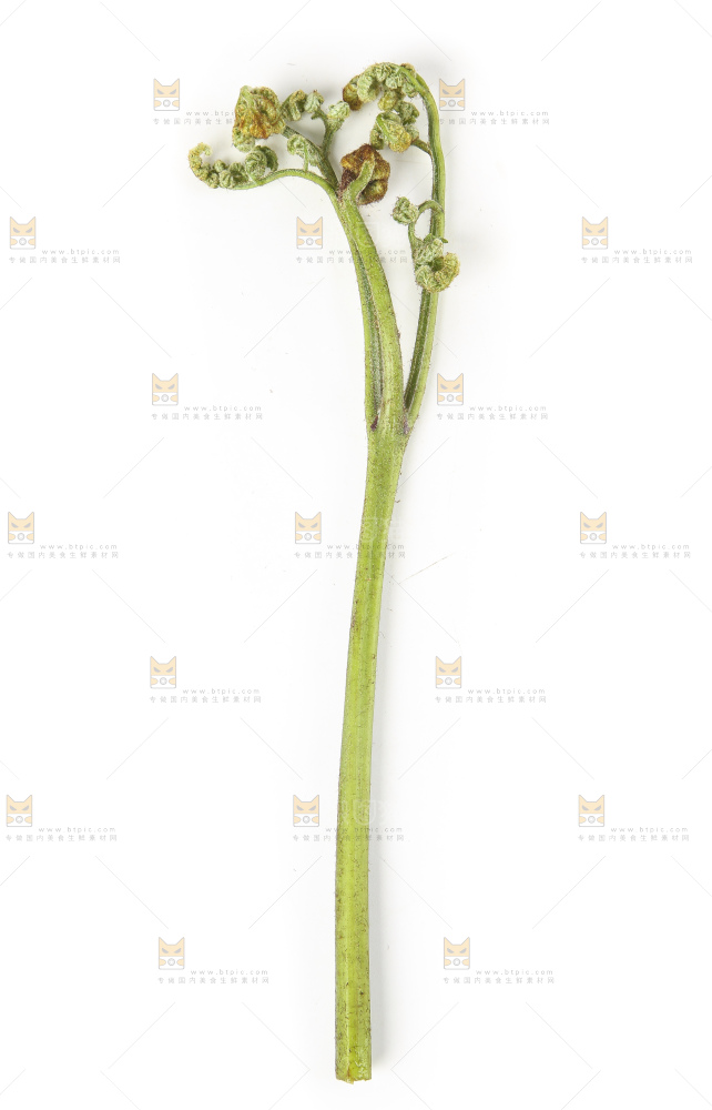 白底上放着拳头菜