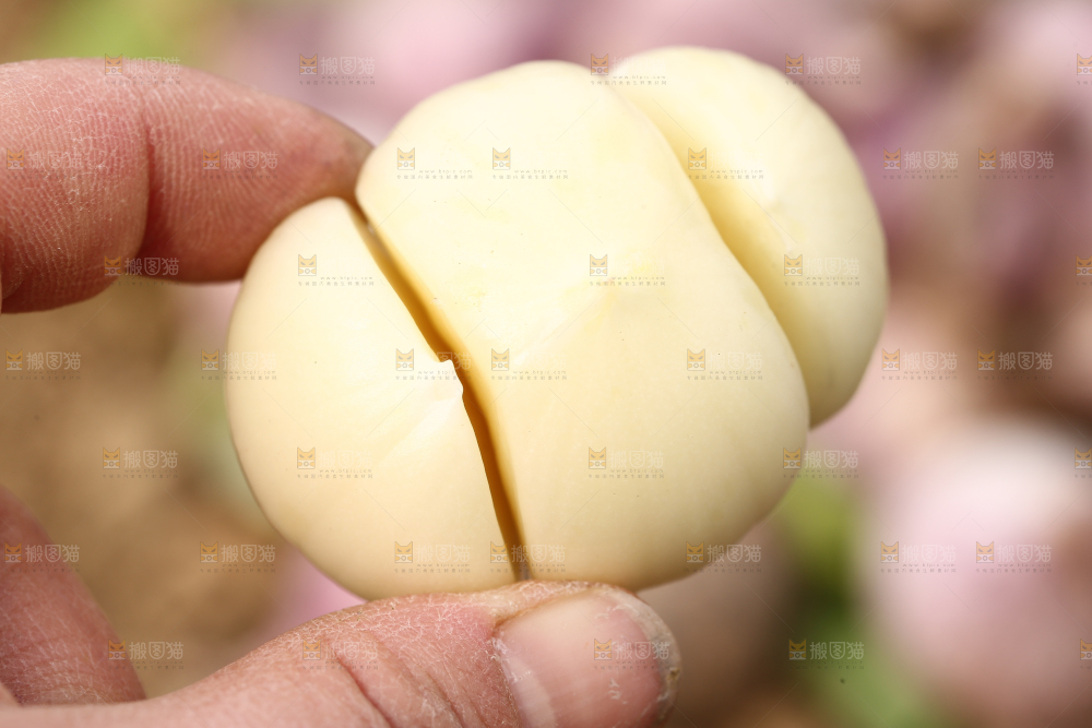手里拿着三丫蒜