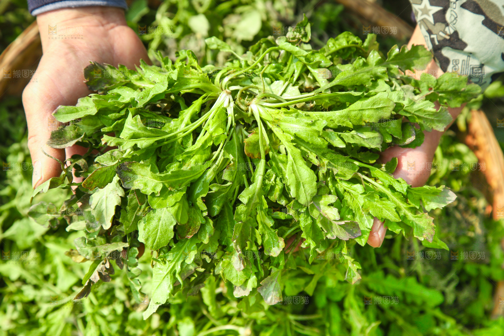 手里拿着地菜