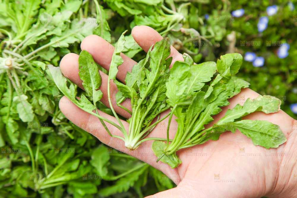 手里拿着荠菜