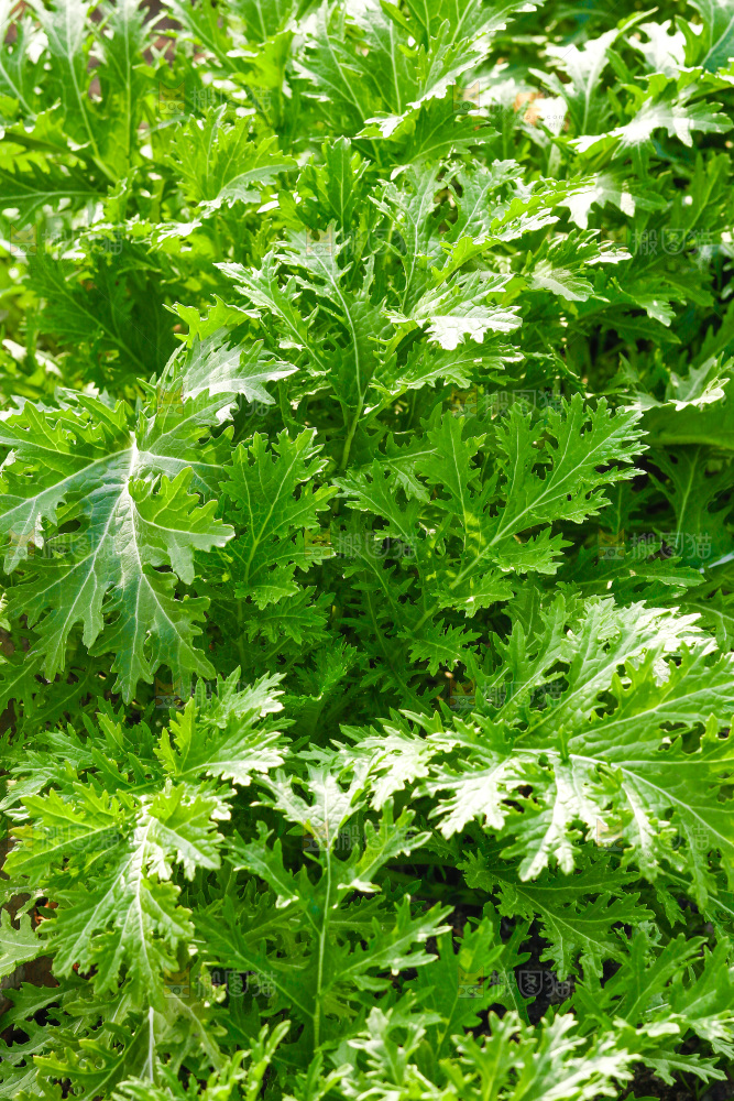 田里的野腊菜