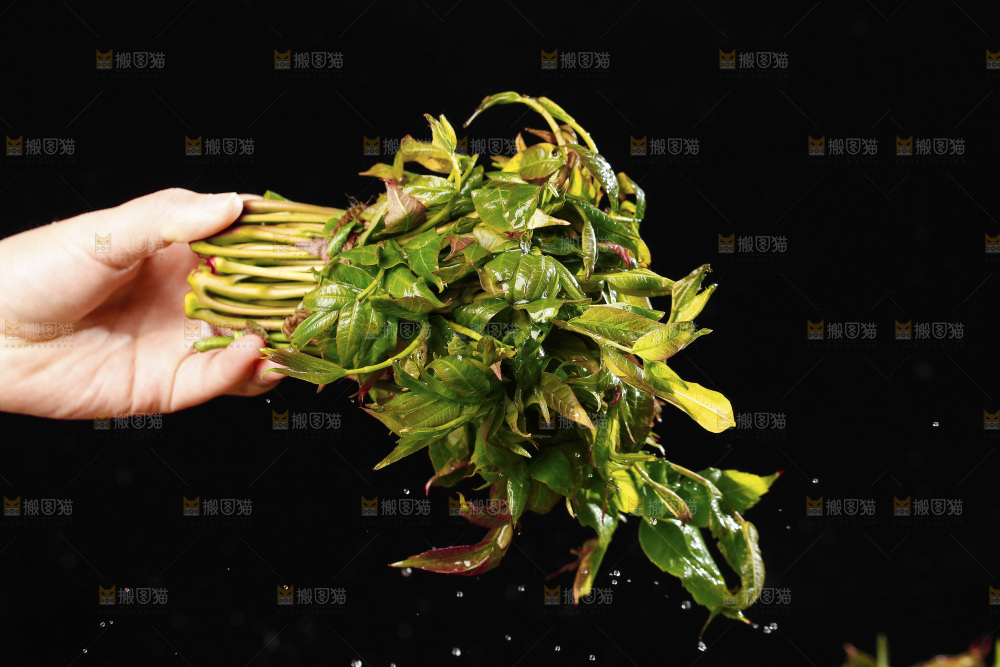 手里拿着头茬香椿芽