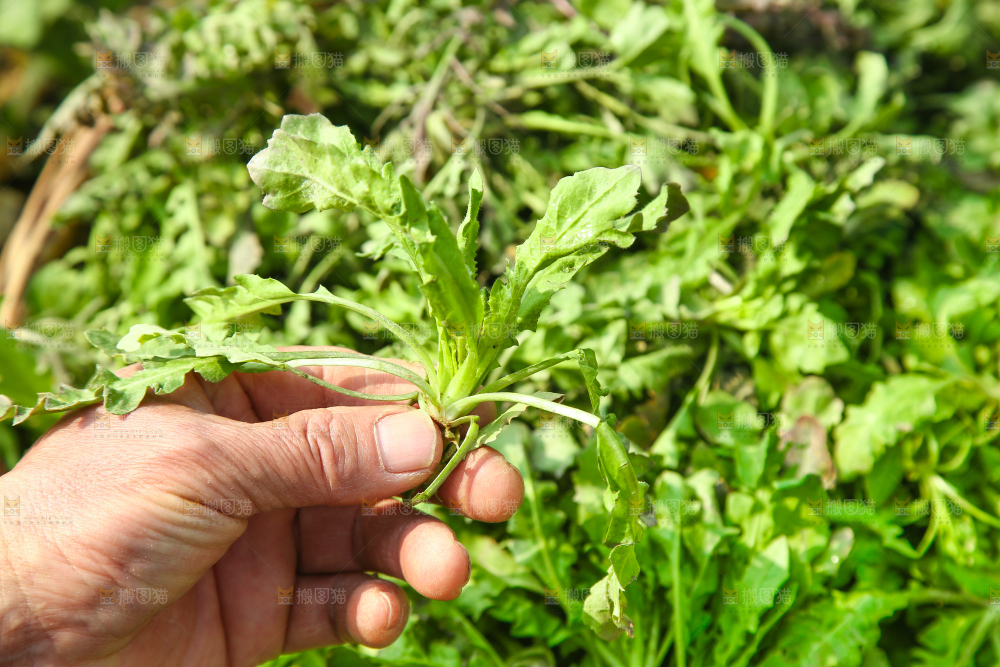 手里拿着地菜