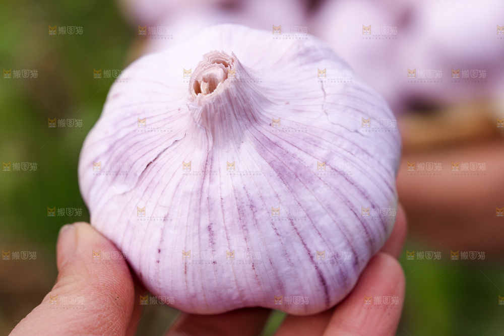 手里拿着大蒜头
