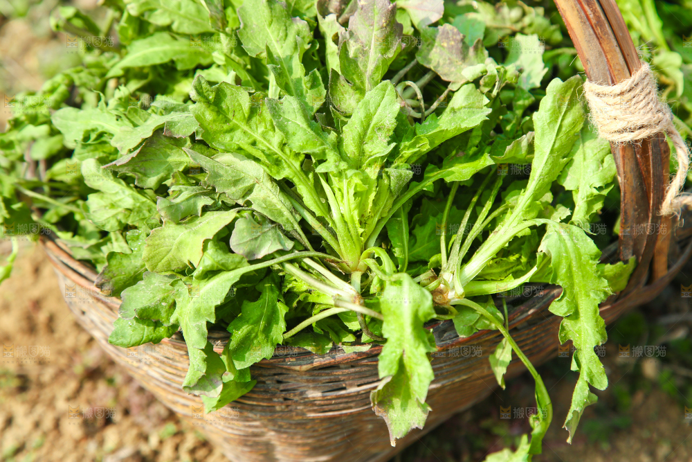 一篓野荠菜