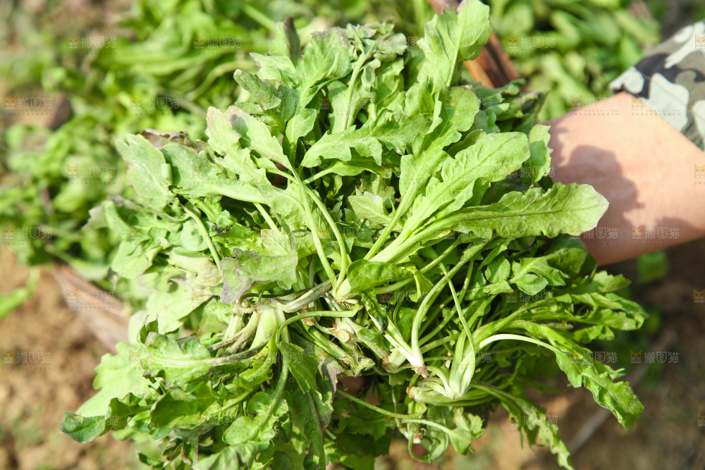 手里拿着荠菜
