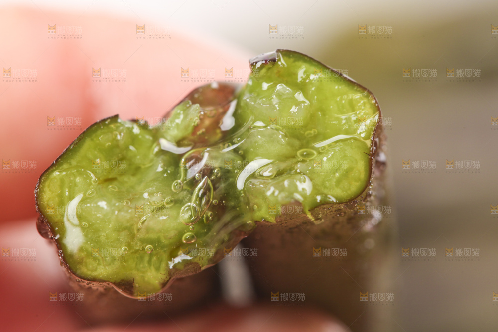 掰成两半的蕨菜
