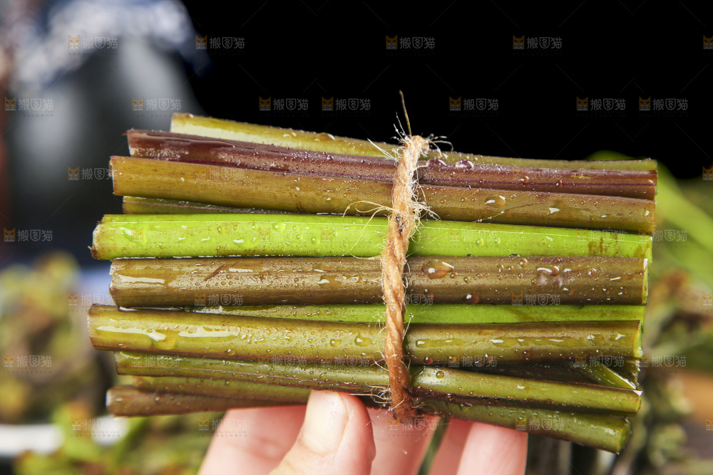 手里拿着蕨菜