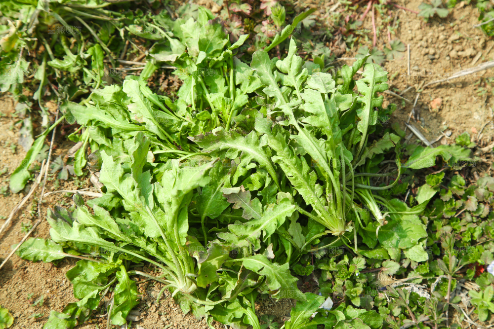 田地里的荠菜