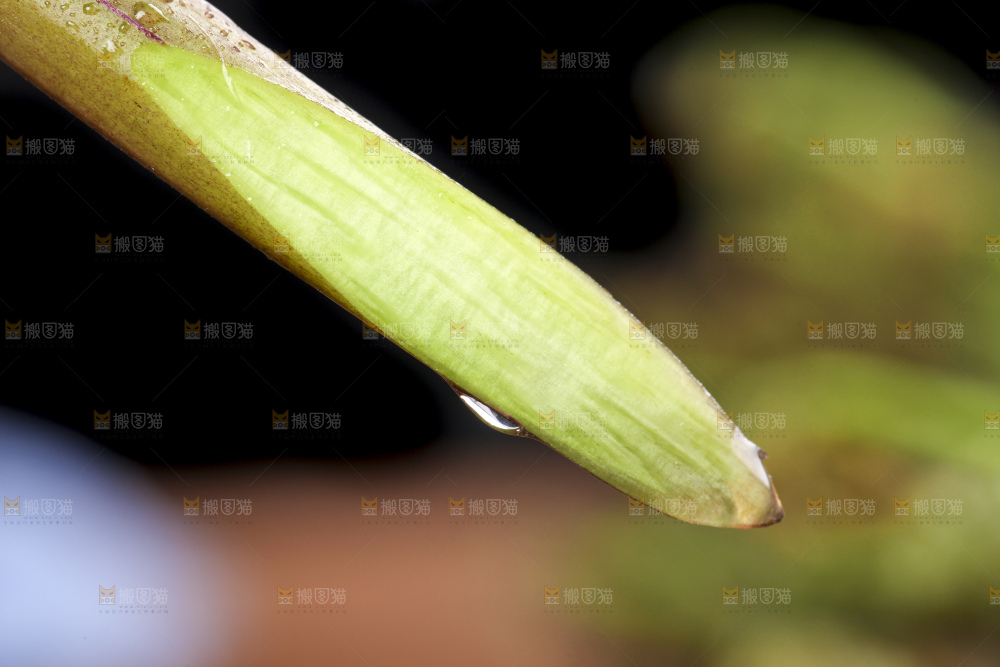切开的蕨菜