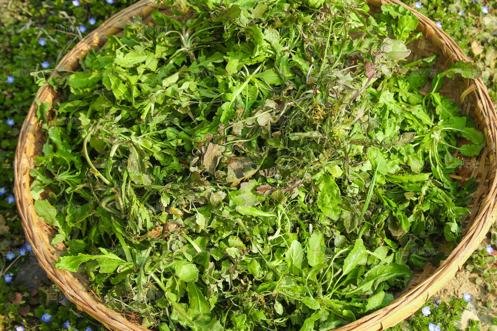 一篮新鲜荠菜