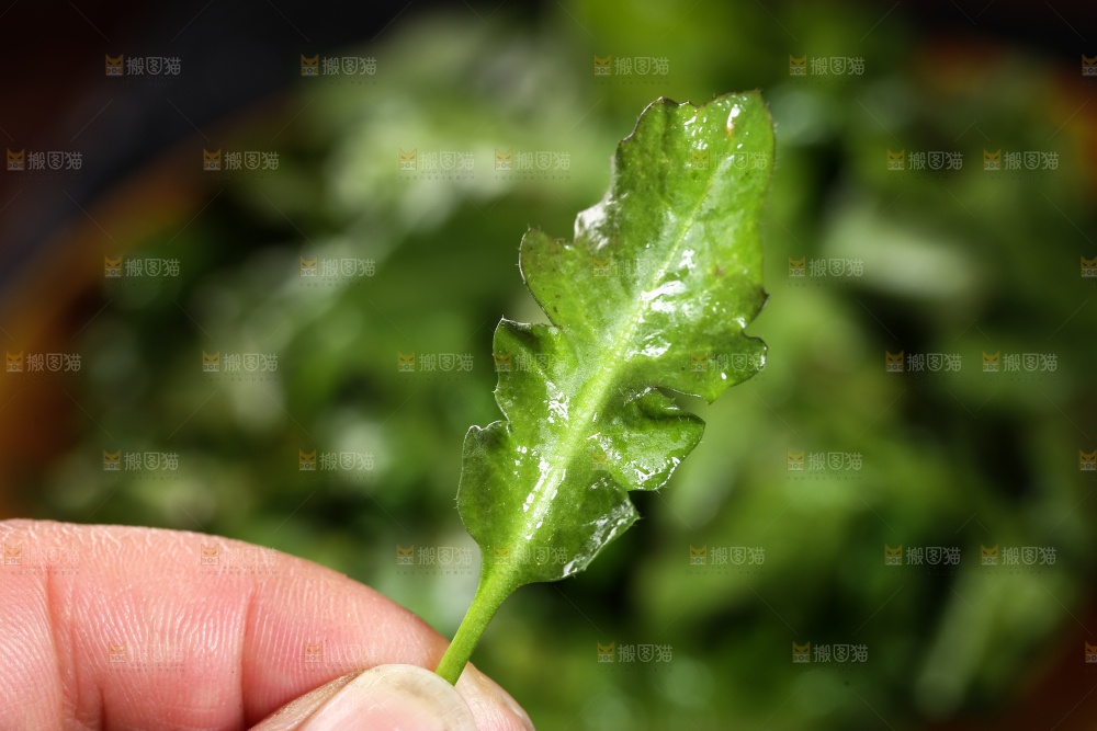 手里的荠菜叶