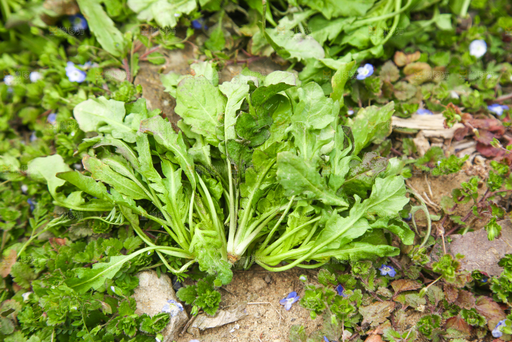 田地里的地菜