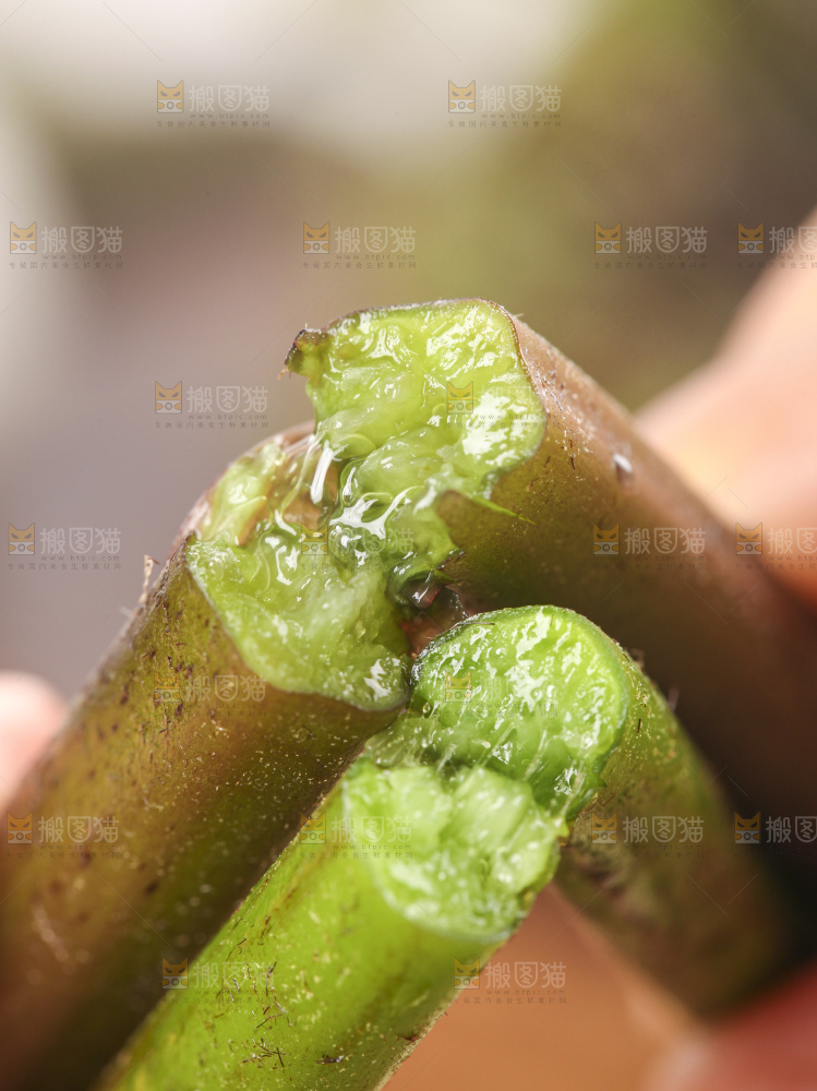 掰成两半的蕨菜
