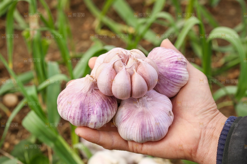手里拿着大蒜头