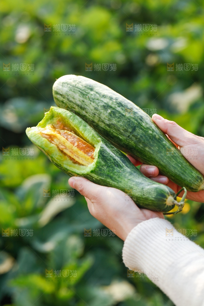 手里拿着羊角蜜甜瓜