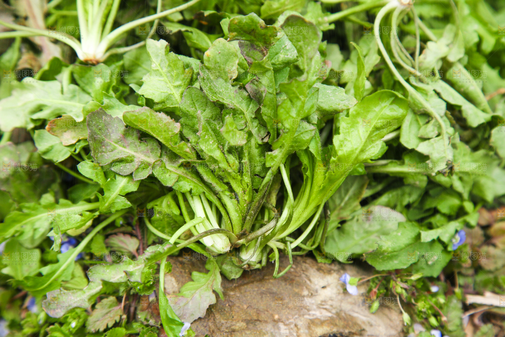 一堆新鲜荠菜