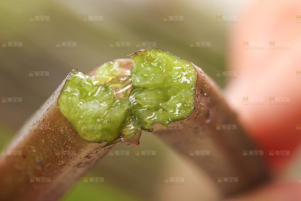 掰成两半的蕨菜
