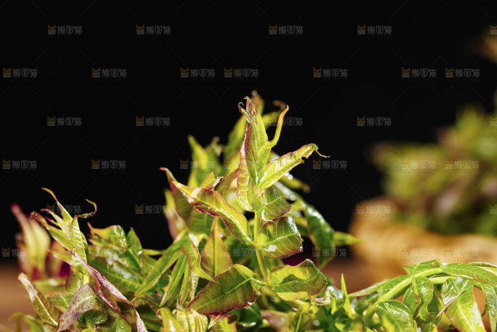 黑底上放着新鲜香椿芽