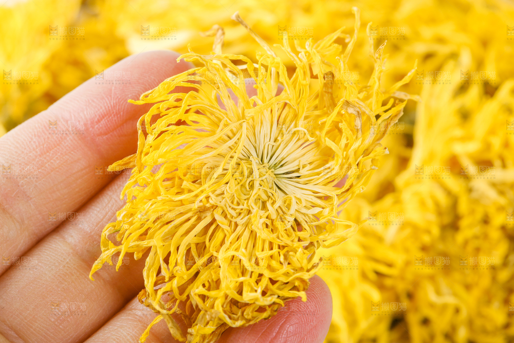手里拿着干的菊花
