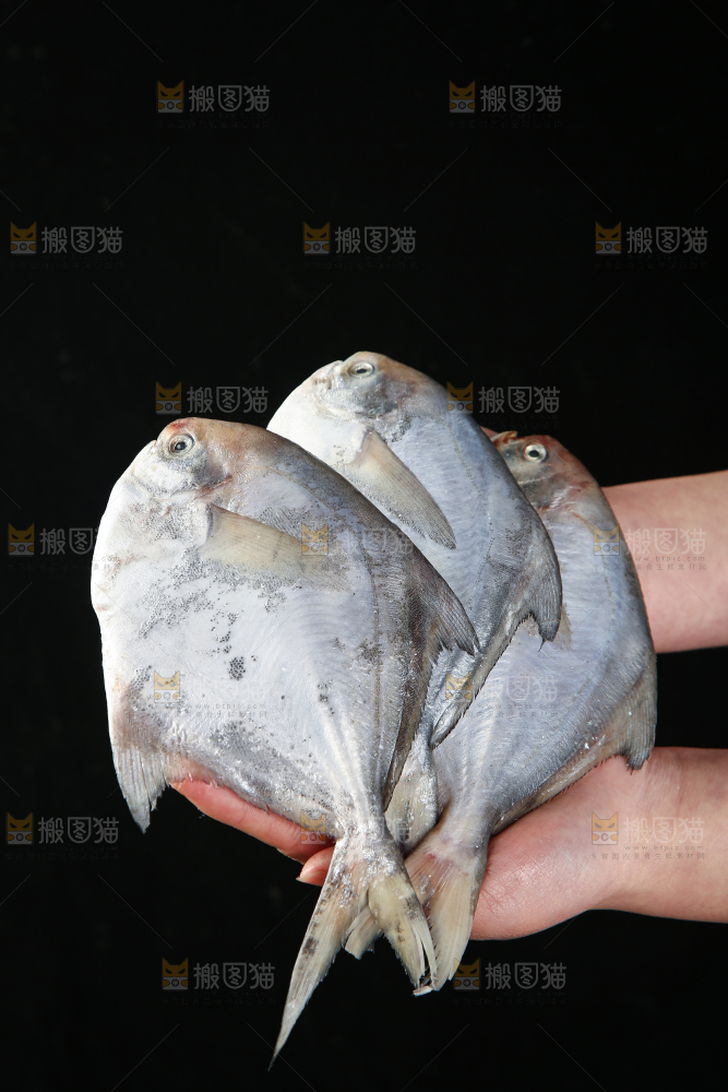 手里拿着银鲳鱼
