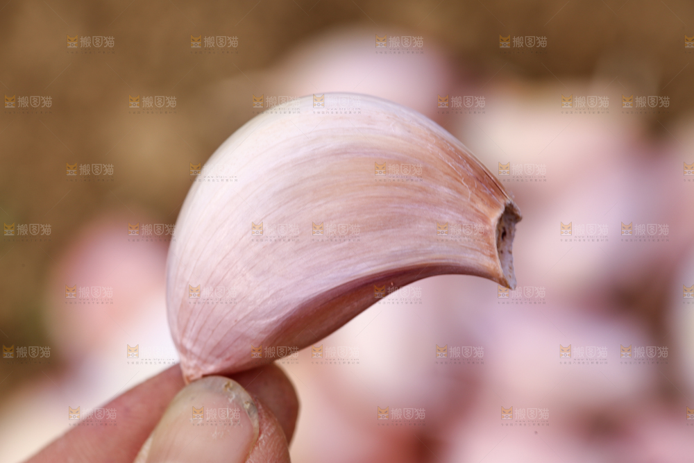 手里拿着蒜瓣