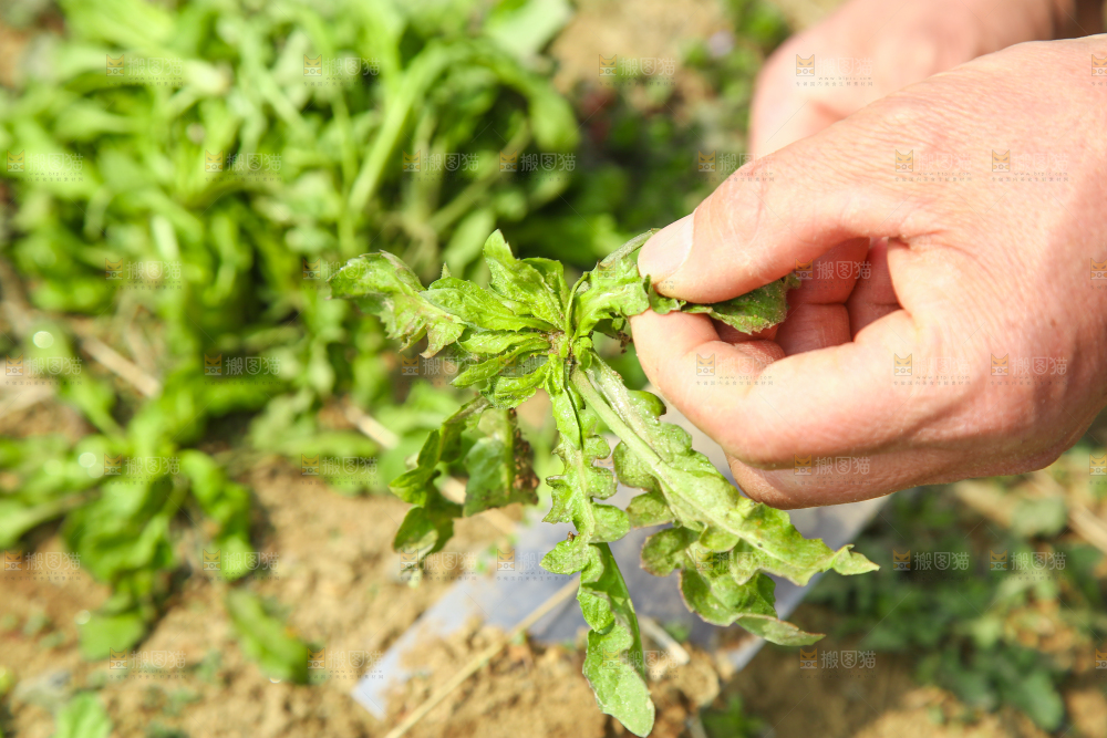 挖着野生荠菜