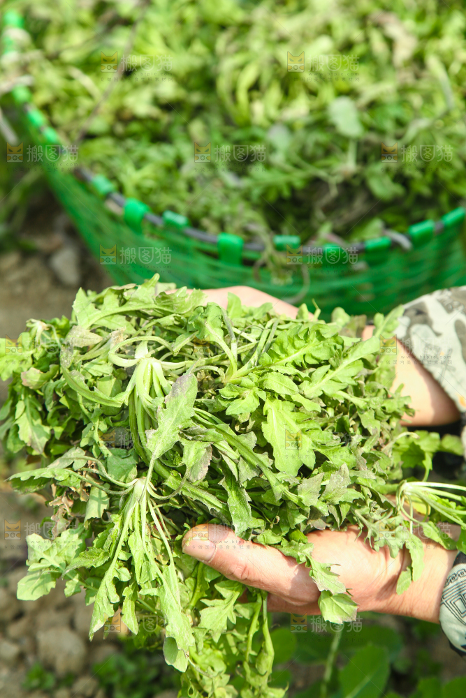 手里拿着野荠菜