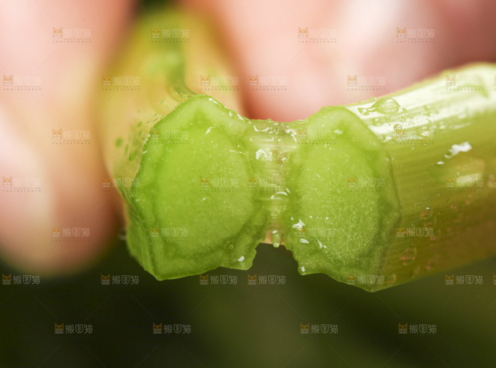 手里拿着水芹菜