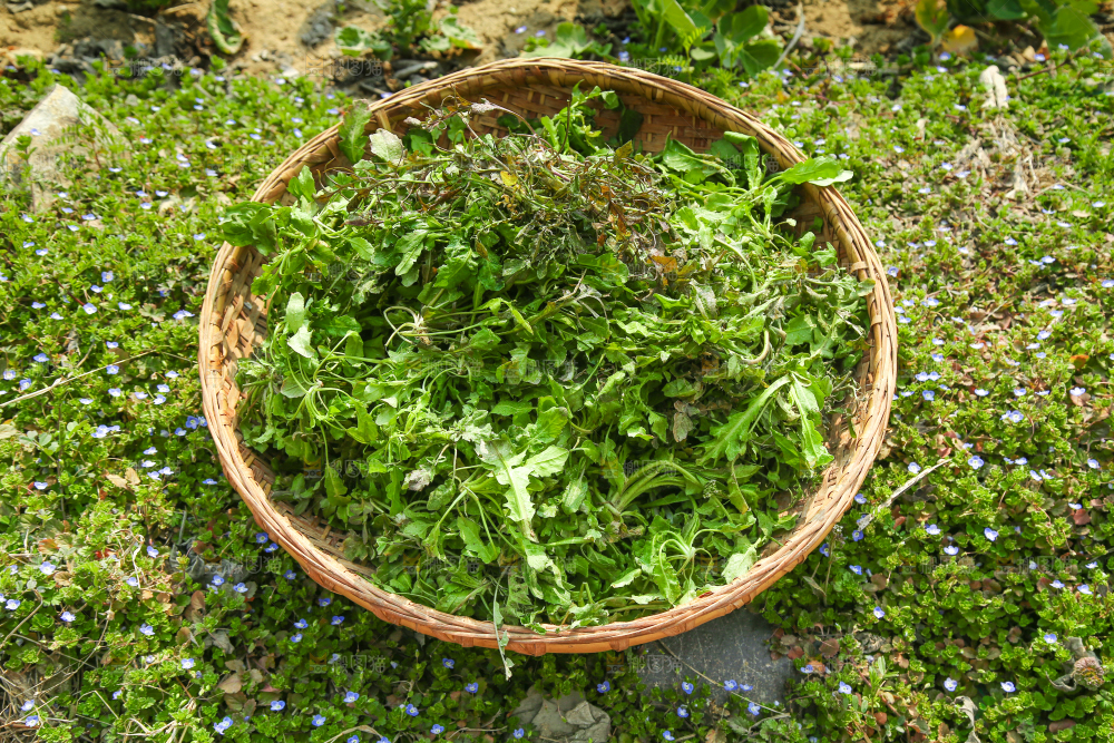 一篮新鲜荠菜
