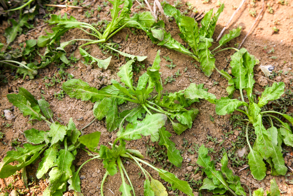 田地里的荠菜