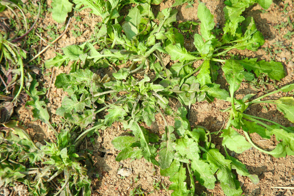 田地里的荠菜